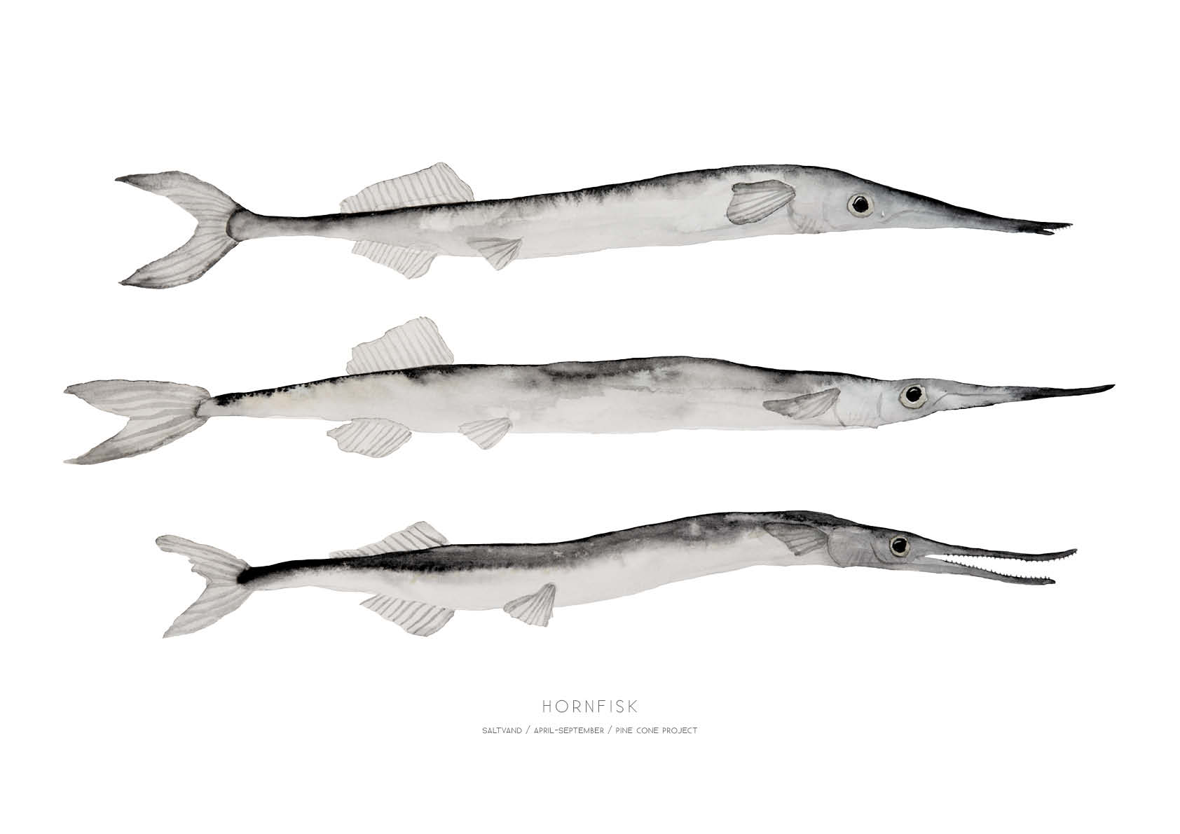Hornfisk – Kunsttryk – GiclÃ©e – A2