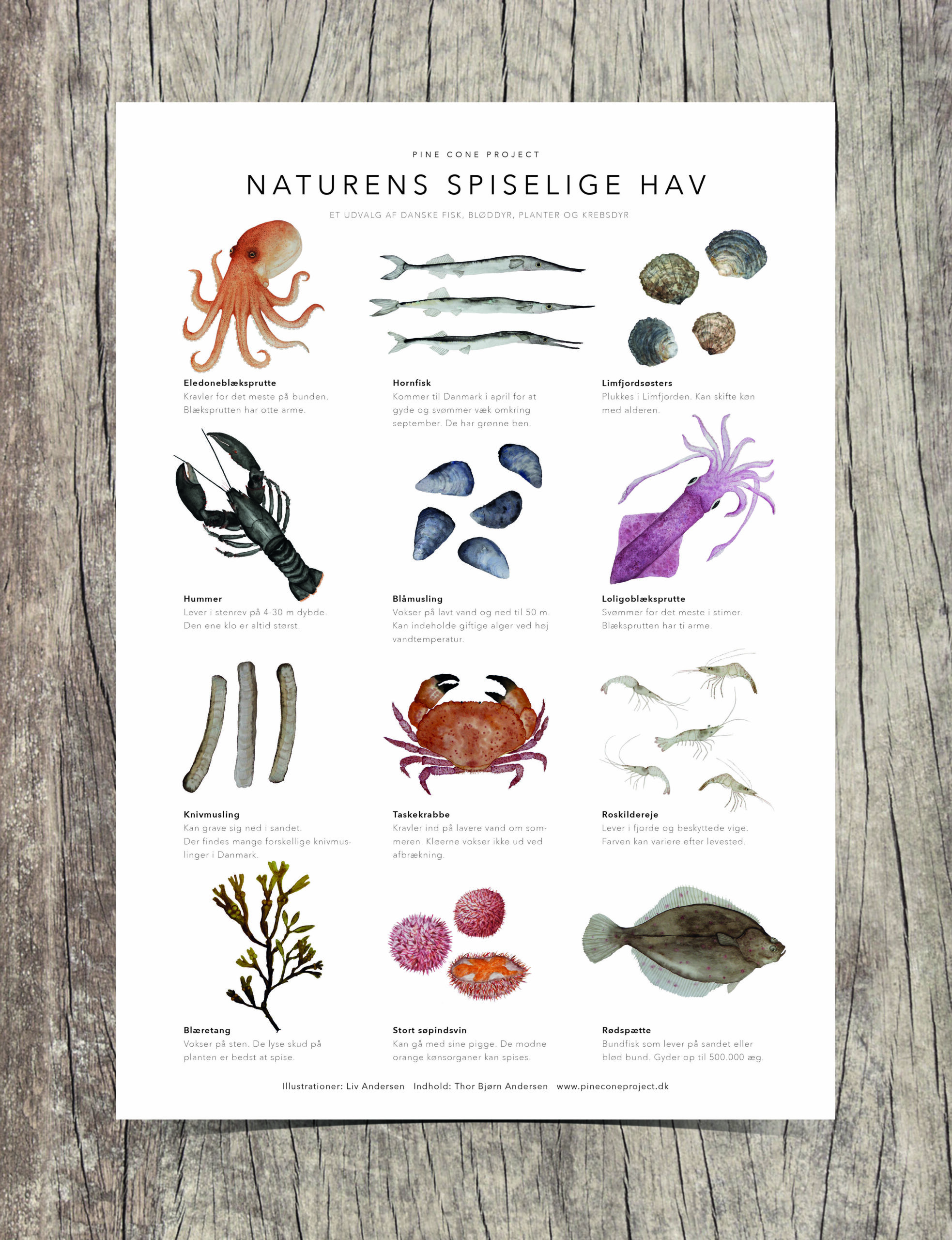 Naturens Spiselige Hav – Oversigtsplakat A3