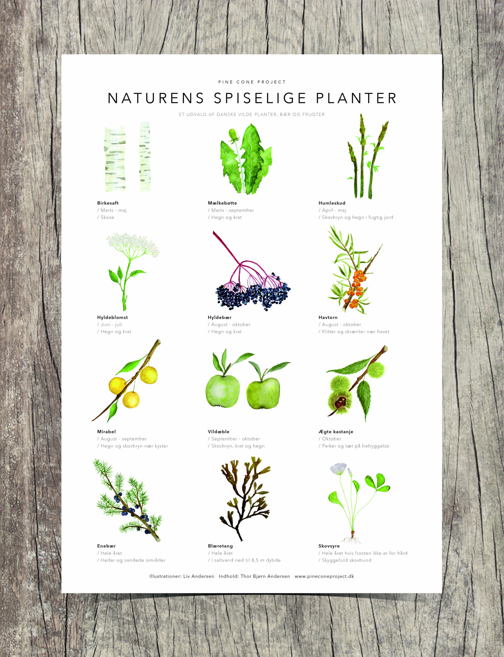 Naturens Spiselige Planter – Oversigtsplakat A3