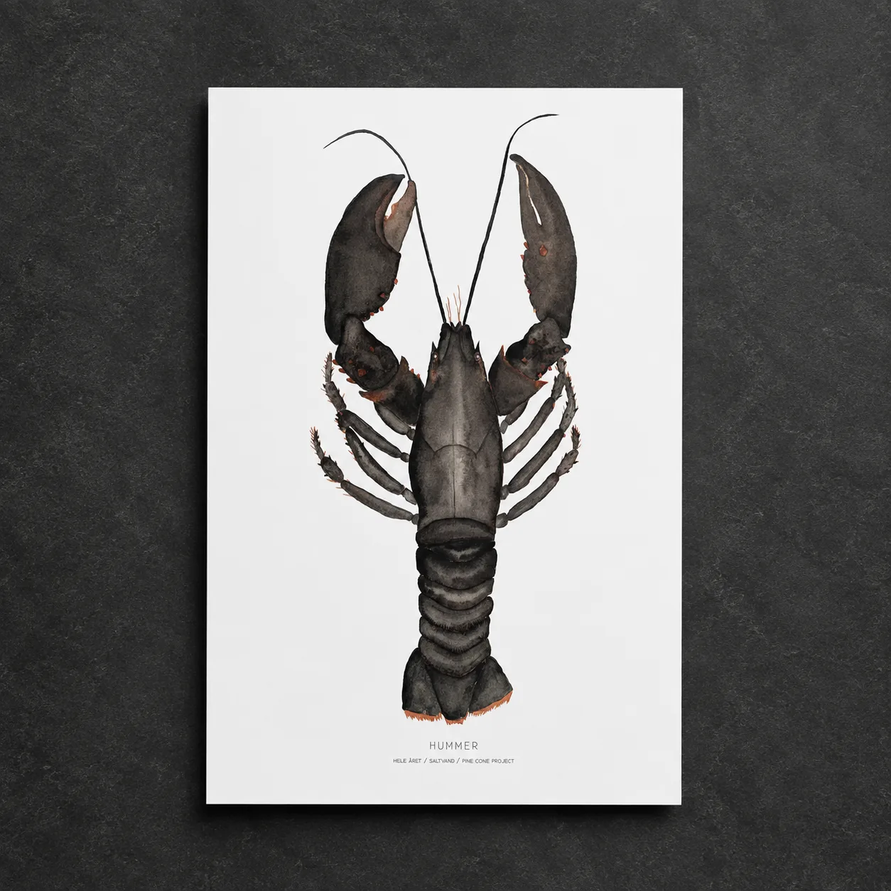 Lobster – Art Print – Giclée – A2