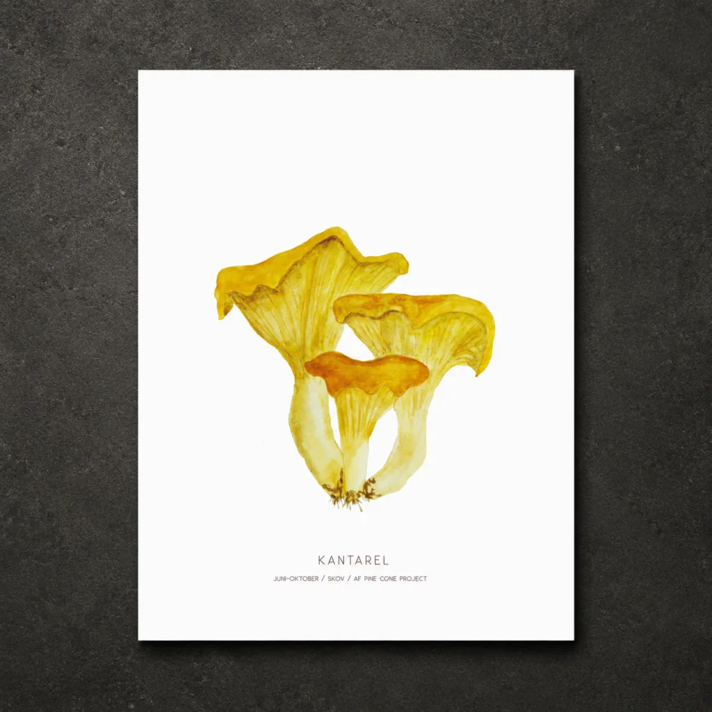Chanterelle A4
