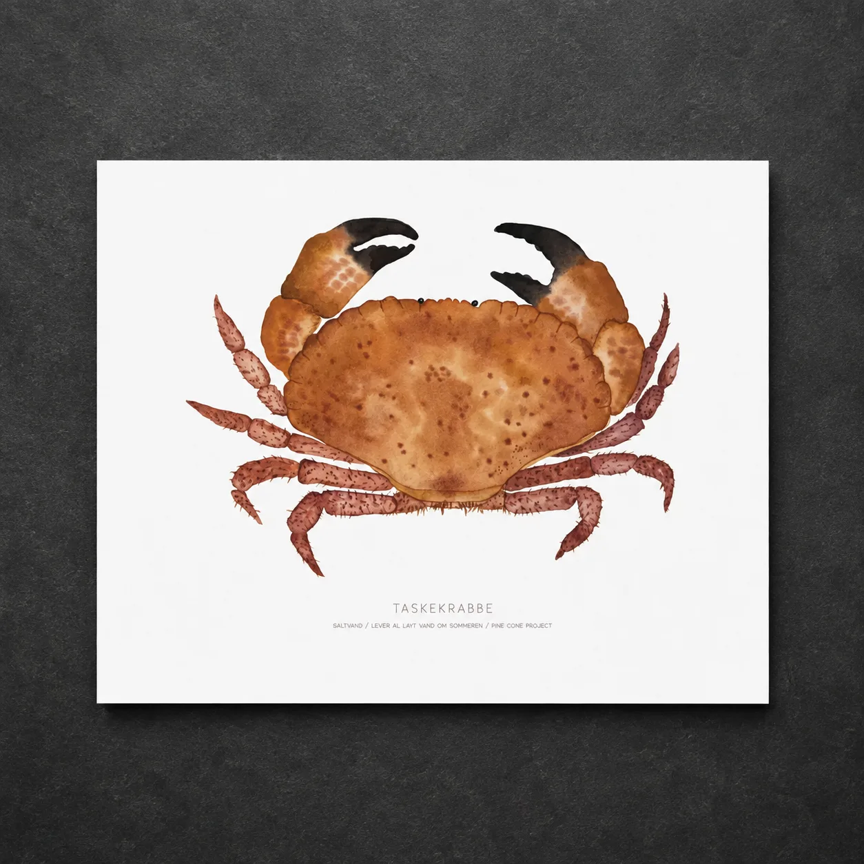 Pocket crab – Art print – Giclée – A2
