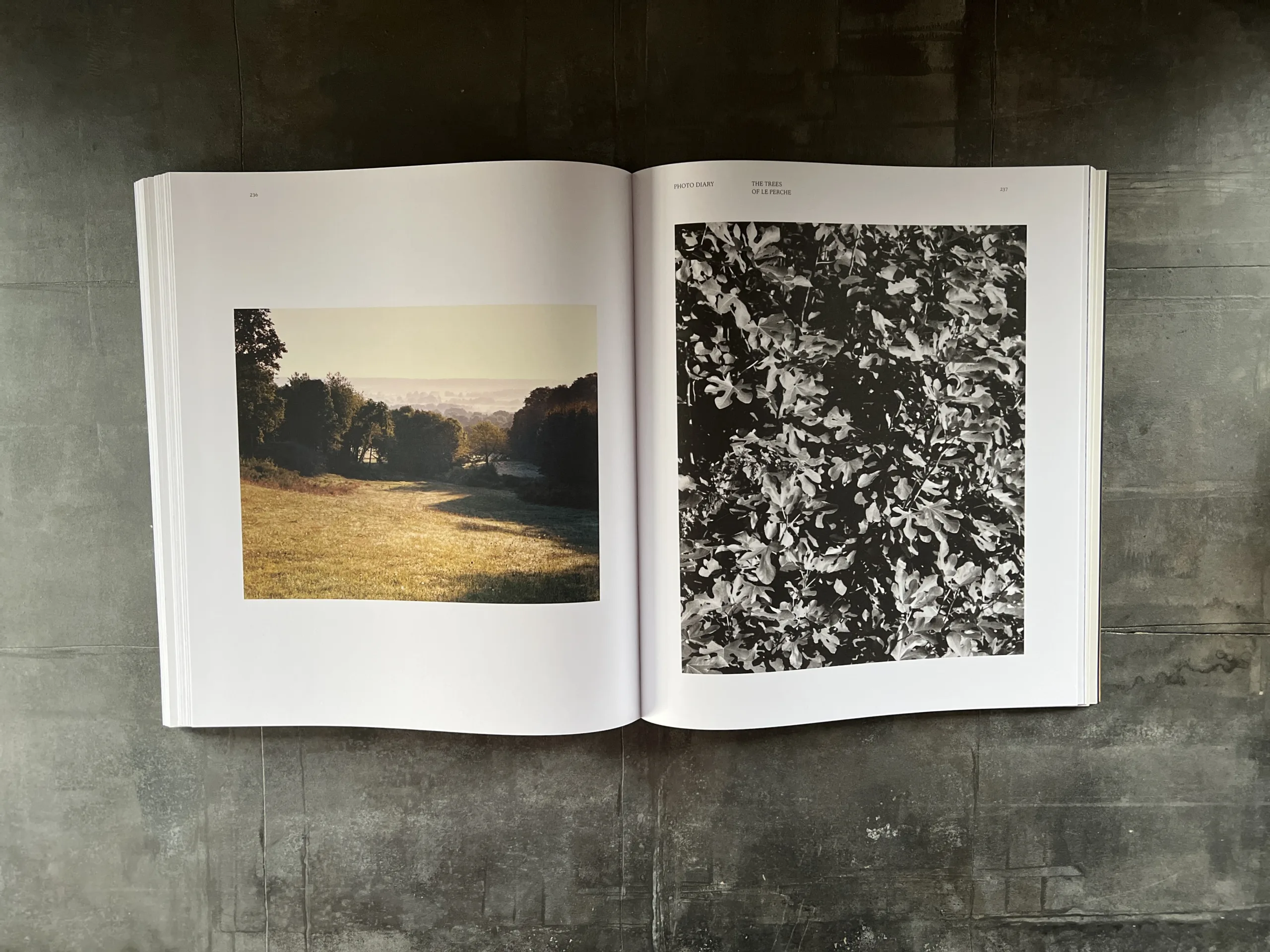 Septime: La Cave, Clamato, From an island - Image 4